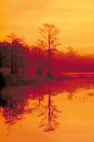 Apalachicola National Forest - Photo by USDA Forest Service
