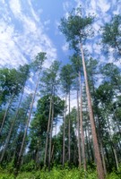 Pine forest - Photo by USDA Forest Service
