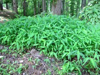 Japanese stiltgrass spreading along a forest trail